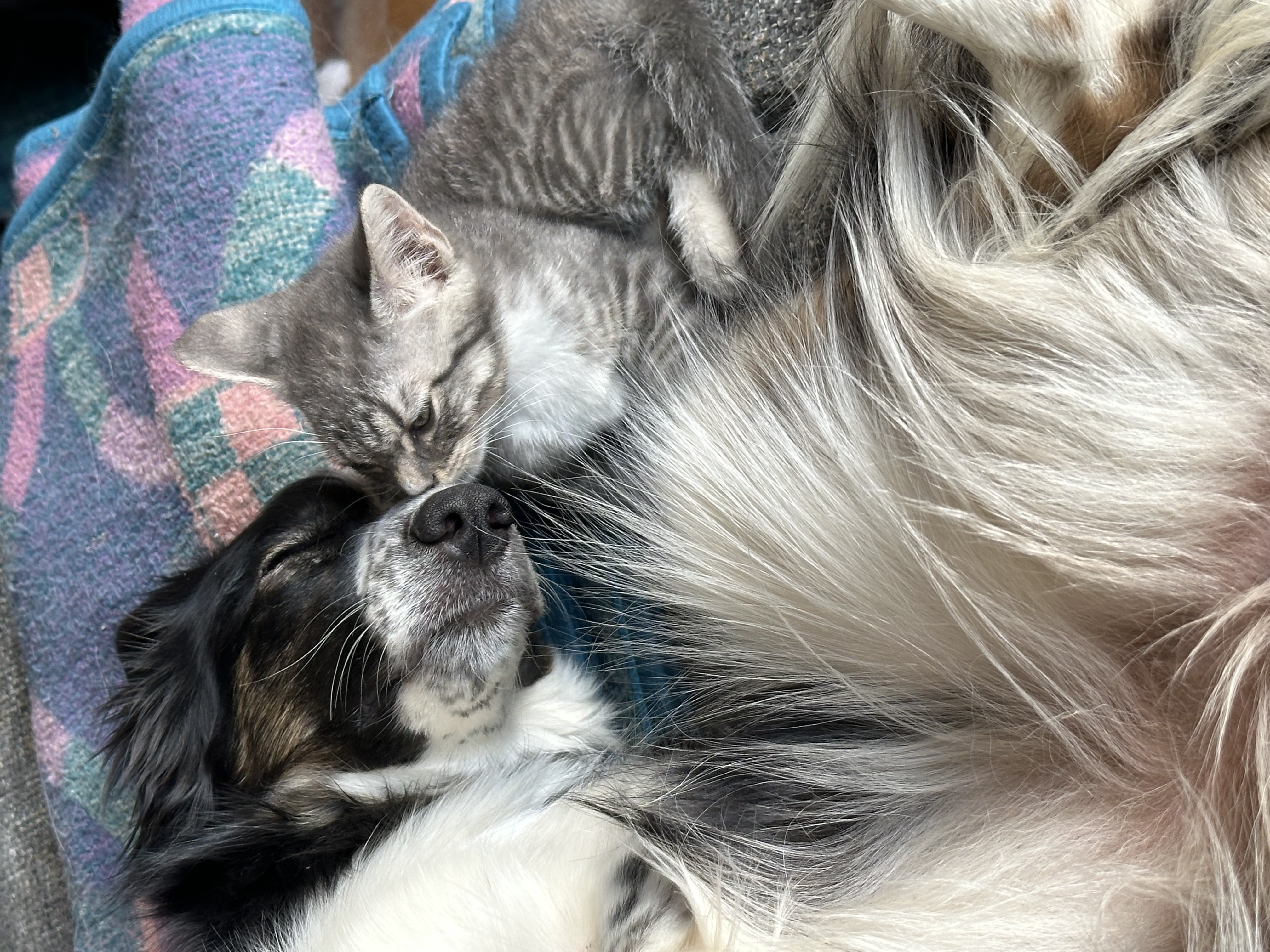 Enlarge Cody, a Adopted American Shorthair in Sunnyside, WA image 3/6