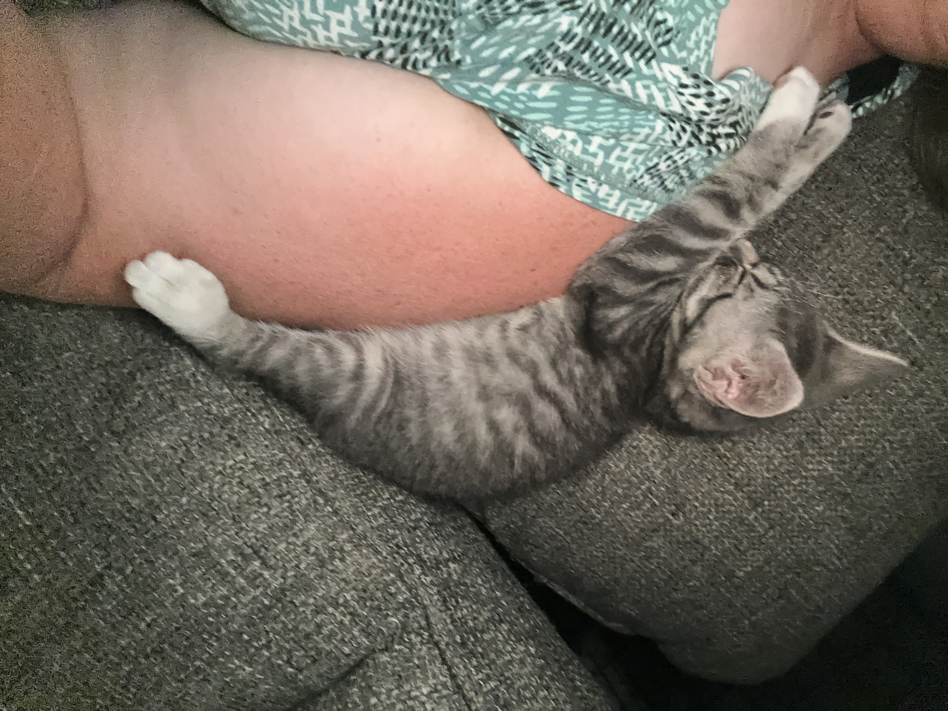 Enlarge Cody, a Adopted American Shorthair in Sunnyside, WA image 4/6