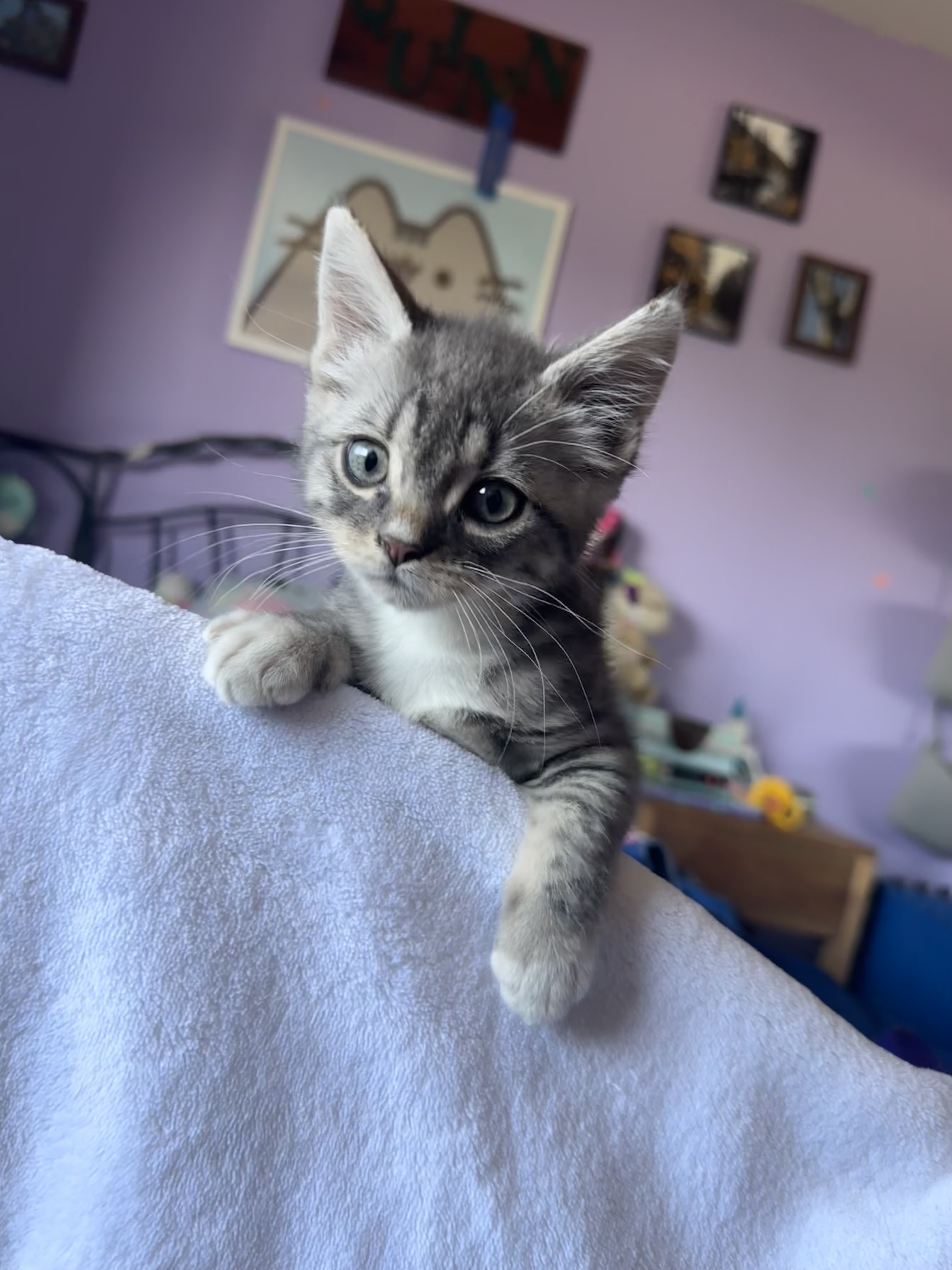 Enlarge Cody, a Adopted American Shorthair in Sunnyside, WA image 5/6