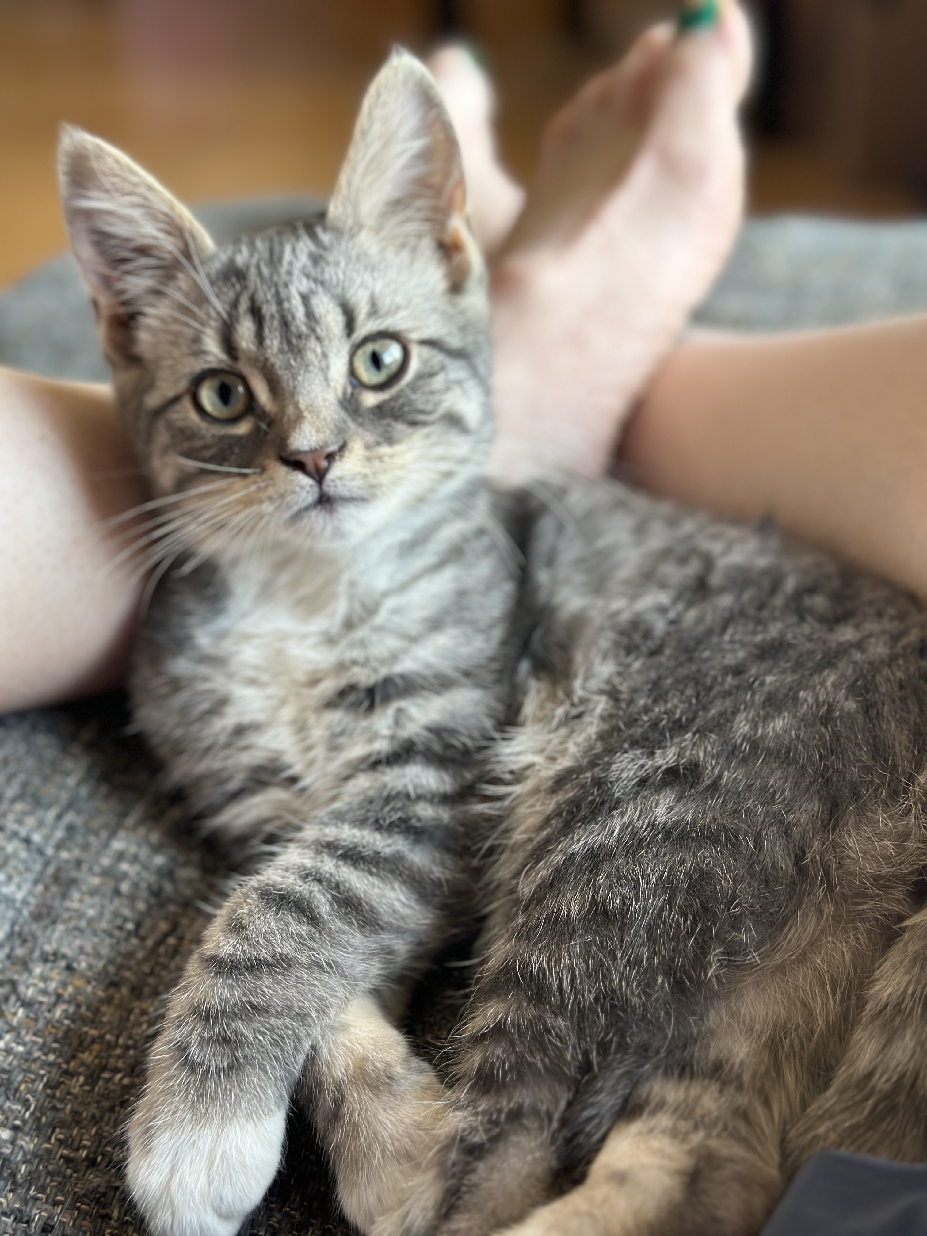Enlarge Cody, a Adopted American Shorthair in Sunnyside, WA image 1/6