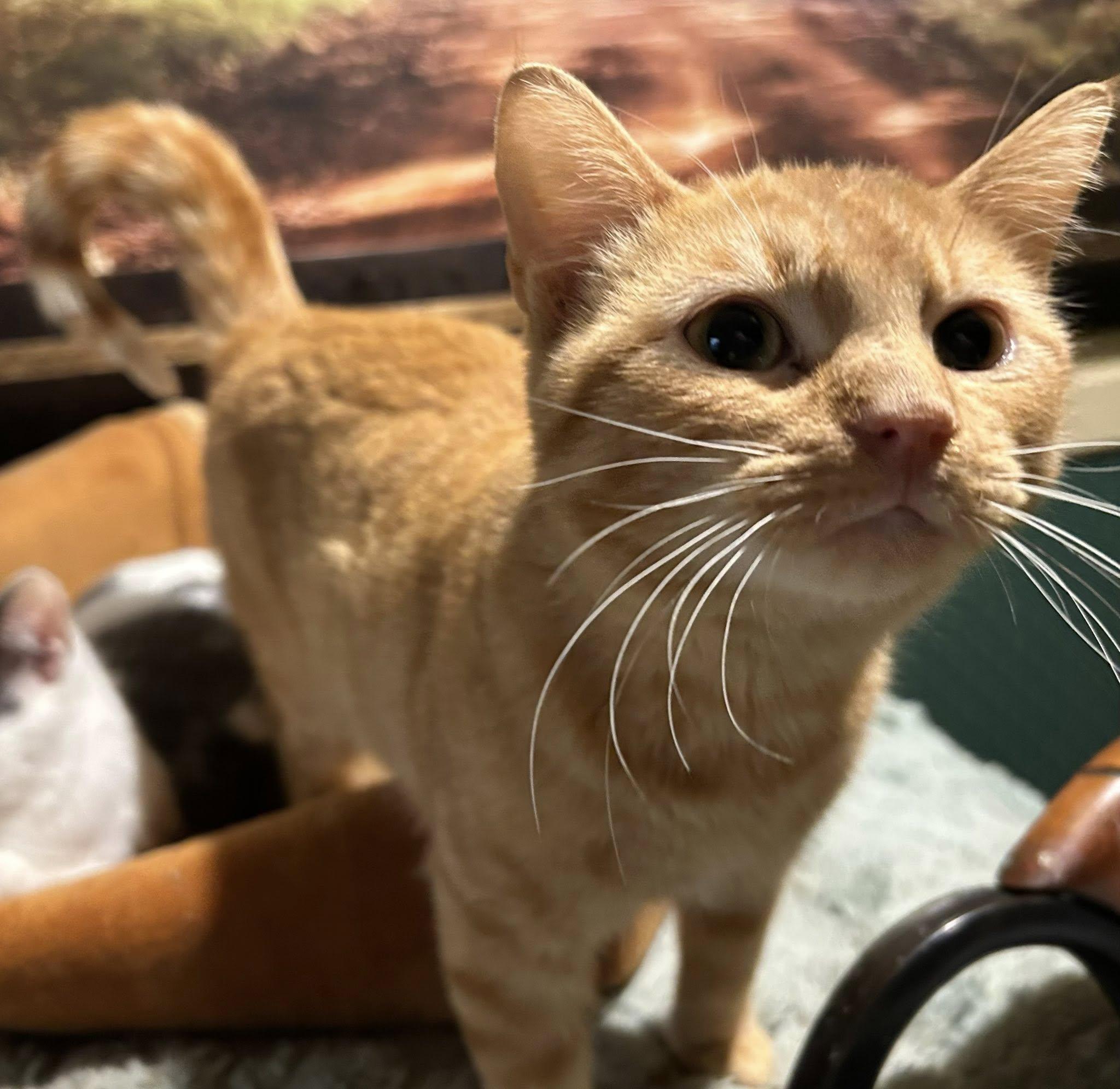 Clyde, adopted, Young Male Tabby.