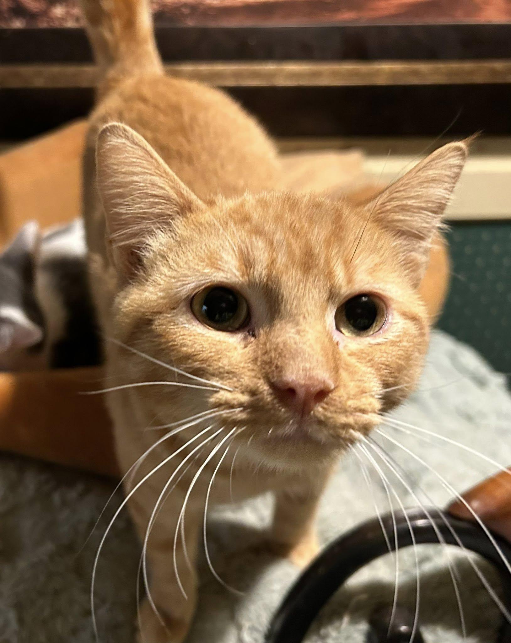 Enlarge Clyde, an adopted Tabby in Columbia, SC image 2/2