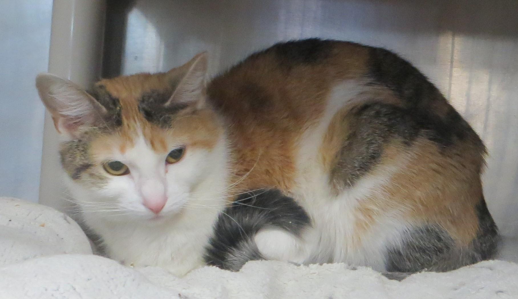 Enlarge LILLY, a ADOPTABLE Calico in Taunton, MA image 4/4