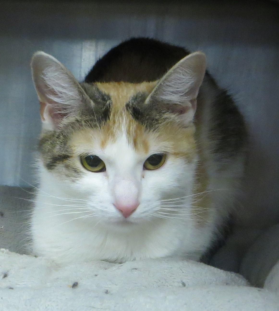 Enlarge LILLY, a ADOPTABLE Calico in Taunton, MA image 1/4