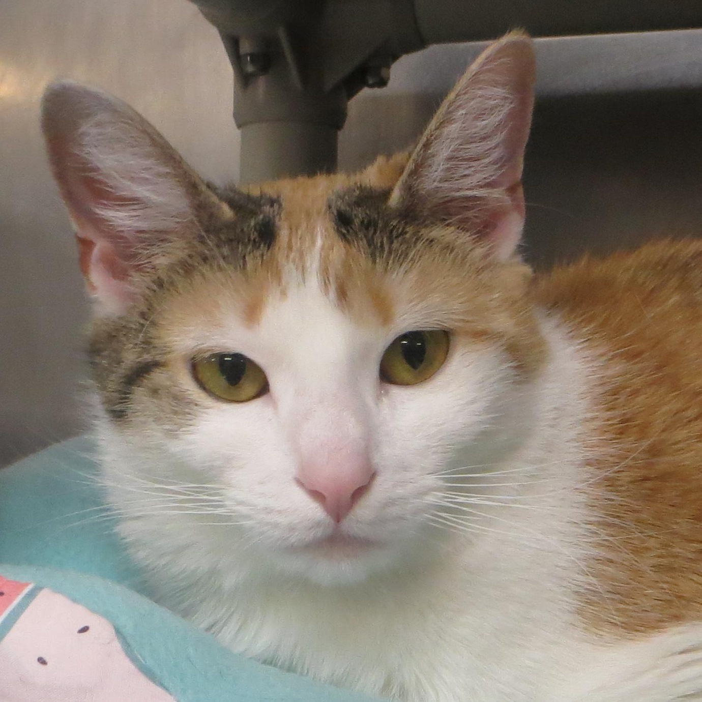LILLY, ADOPTABLE, Young Female Calico.