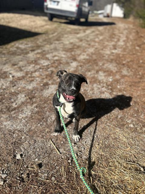 Enlarge DARLIN, a Adoptable mixed breed in Chester, SC image 1/1