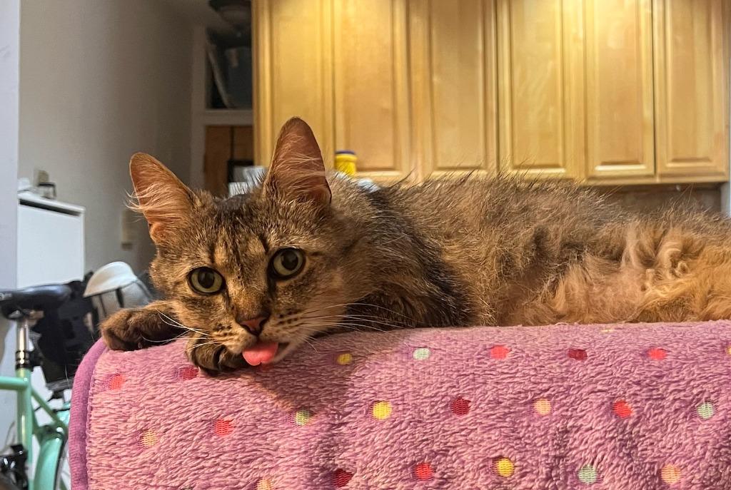 Susie (meet me in foster care!), a Adopted mixed breed in Brooklyn, NY image 1/3