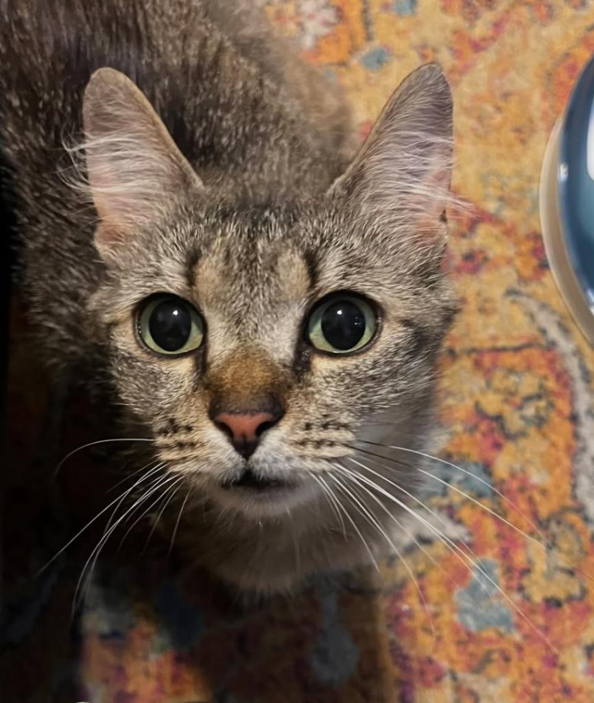 Susie (meet me in foster care!), a Adopted mixed breed in Brooklyn, NY image 2/3