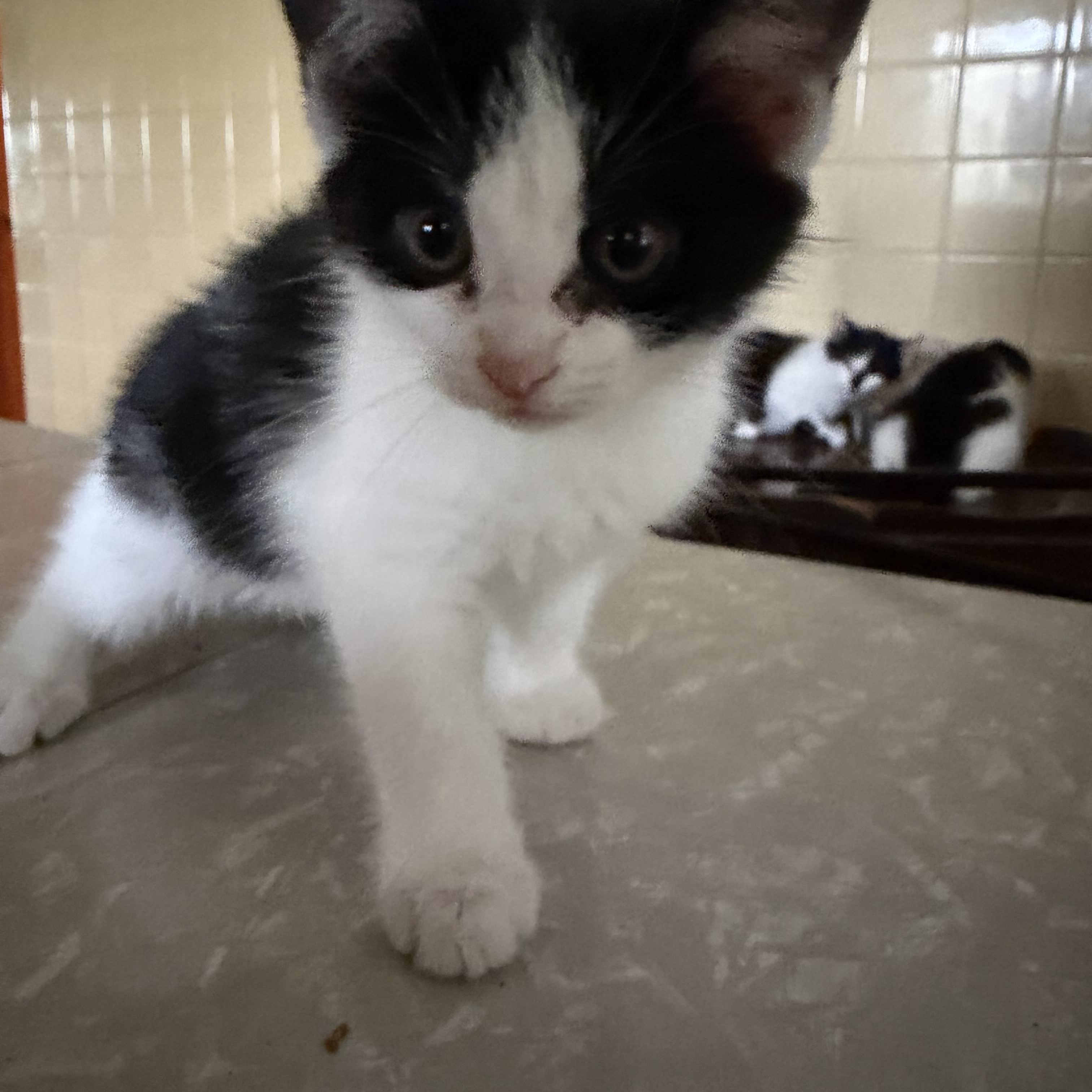 Enlarge Divet, a Adoptable Domestic Short Hair in Maple Glen, PA image 4/6