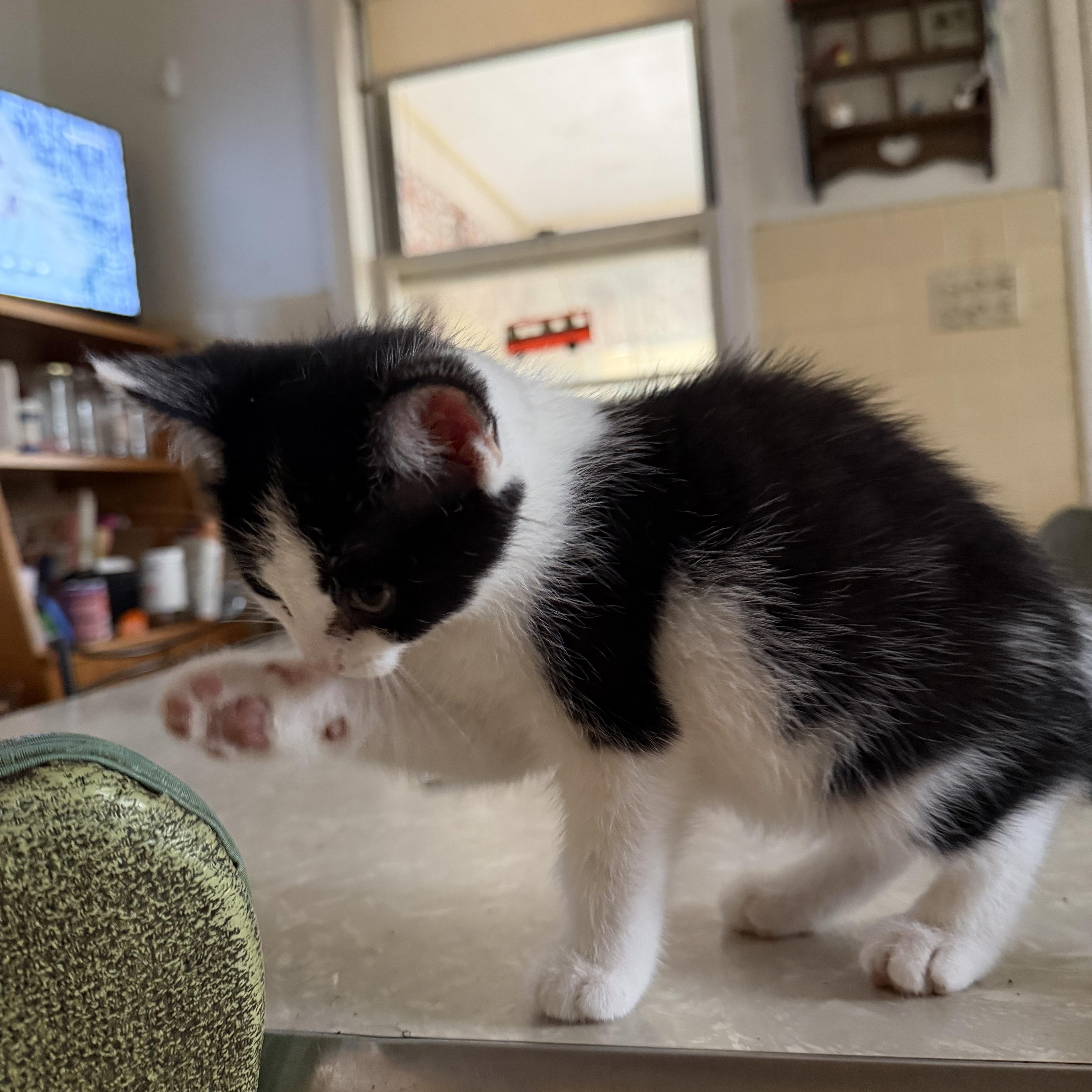 Enlarge Divet, a Adoptable Domestic Short Hair in Maple Glen, PA image 5/6