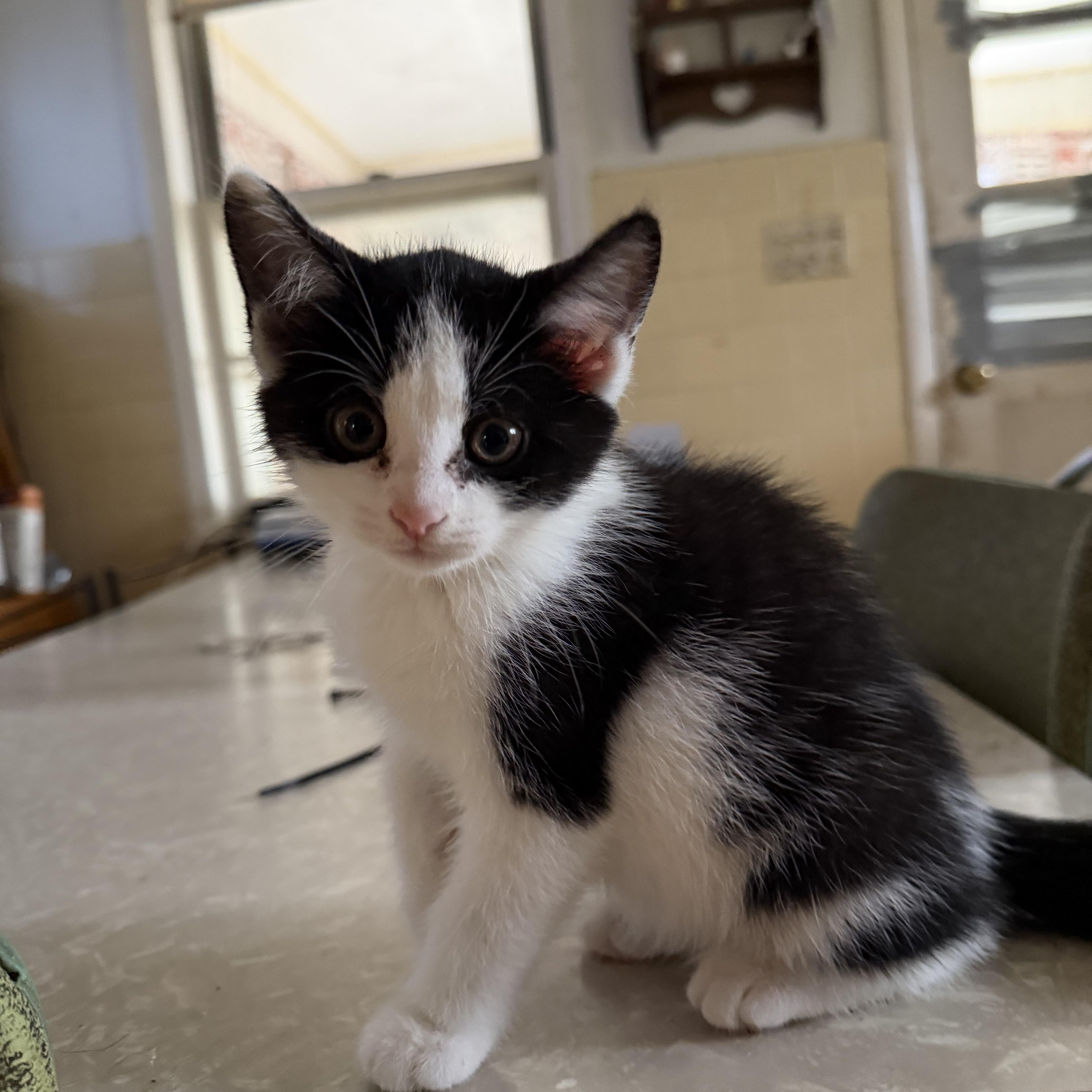 Divet, Adoptable, Kitten Female Domestic Short Hair.