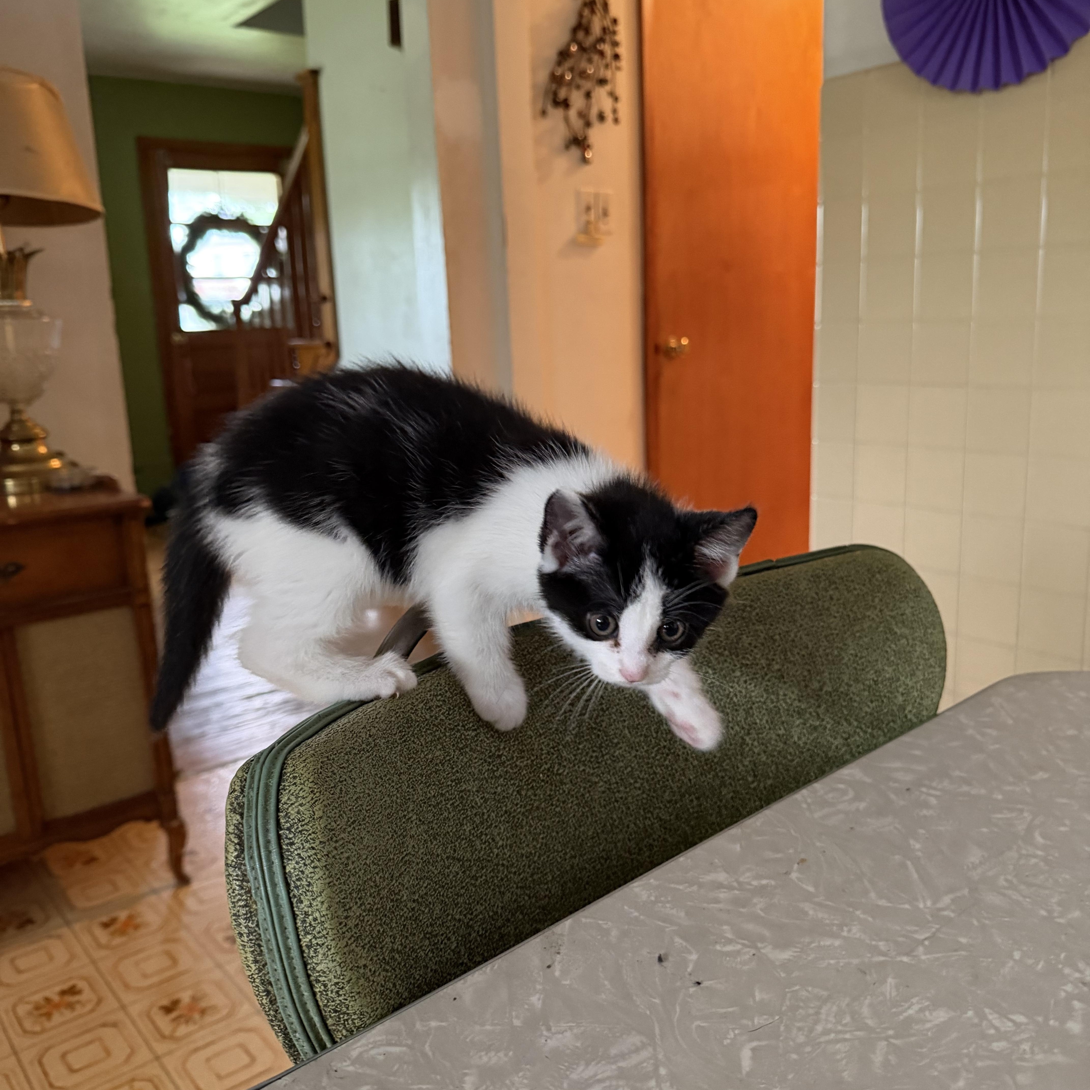 Enlarge Divet, a Adoptable Domestic Short Hair in Maple Glen, PA image 6/6