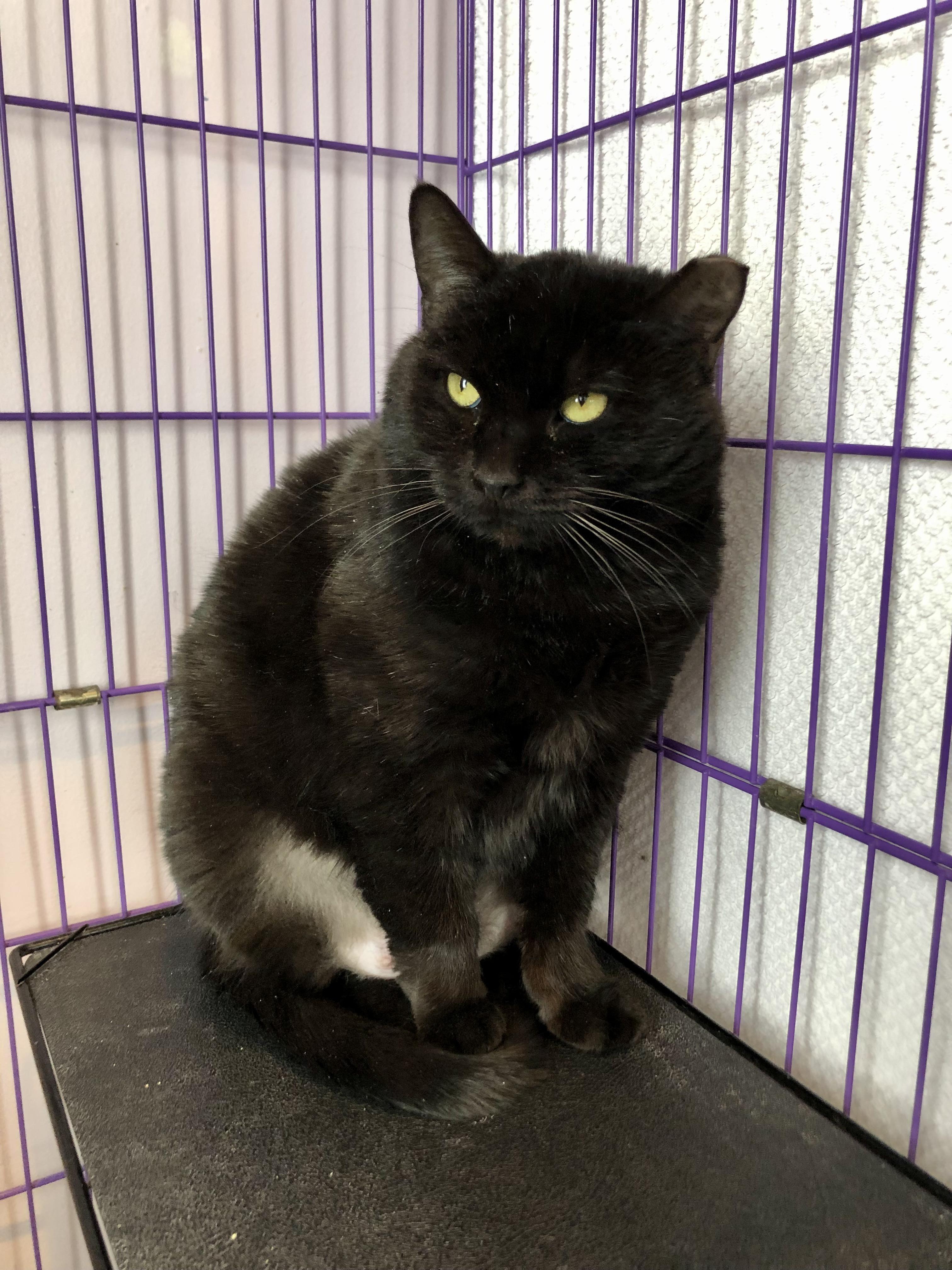 Enlarge Serenity, a ADOPTABLE Domestic Short Hair in Salisbury, MA image 3/6