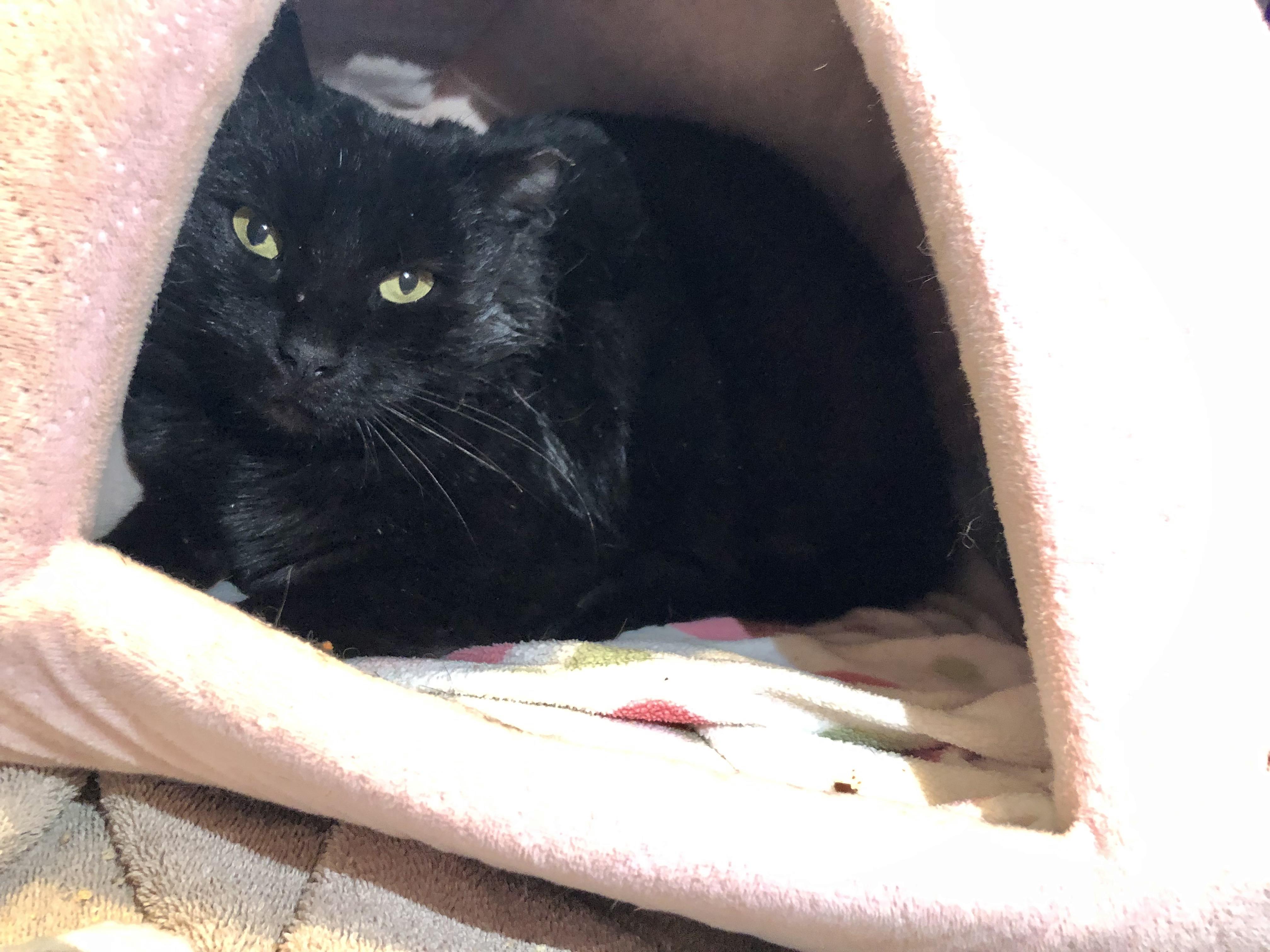 Enlarge Serenity, a ADOPTABLE Domestic Short Hair in Salisbury, MA image 3/3