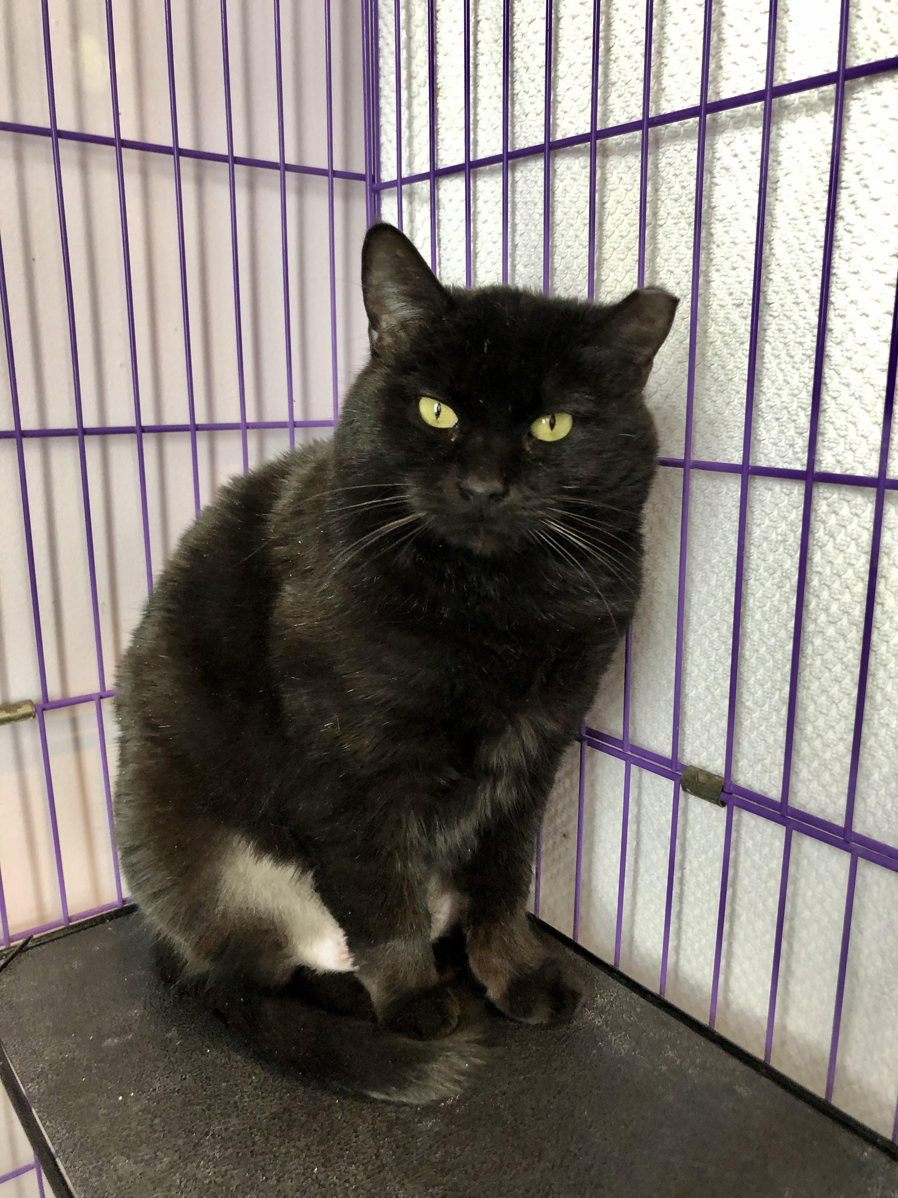 Enlarge Serenity, a ADOPTABLE Domestic Short Hair in Salisbury, MA image 1/6