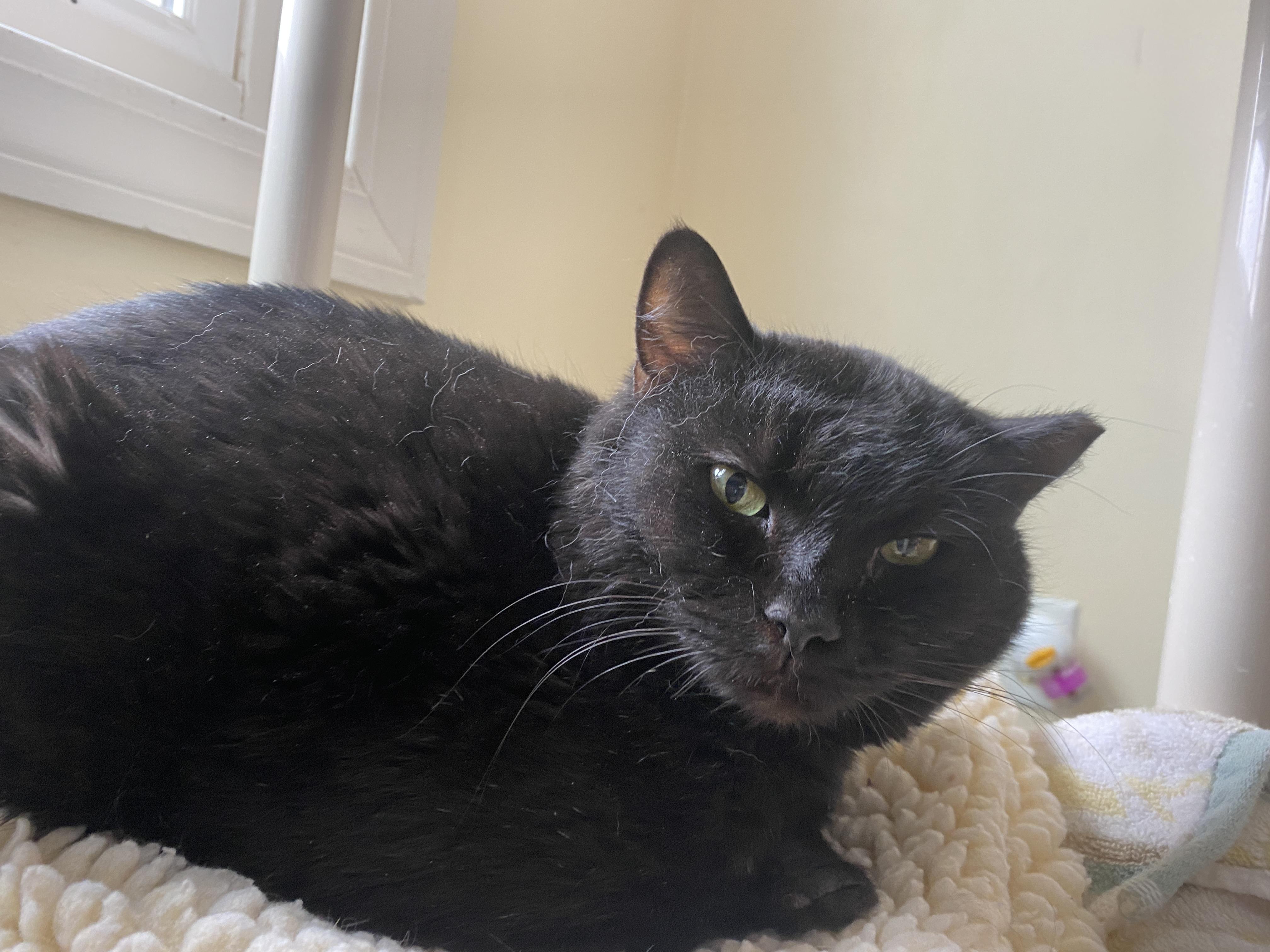 Enlarge Serenity, a ADOPTABLE Domestic Short Hair in Salisbury, MA image 2/6