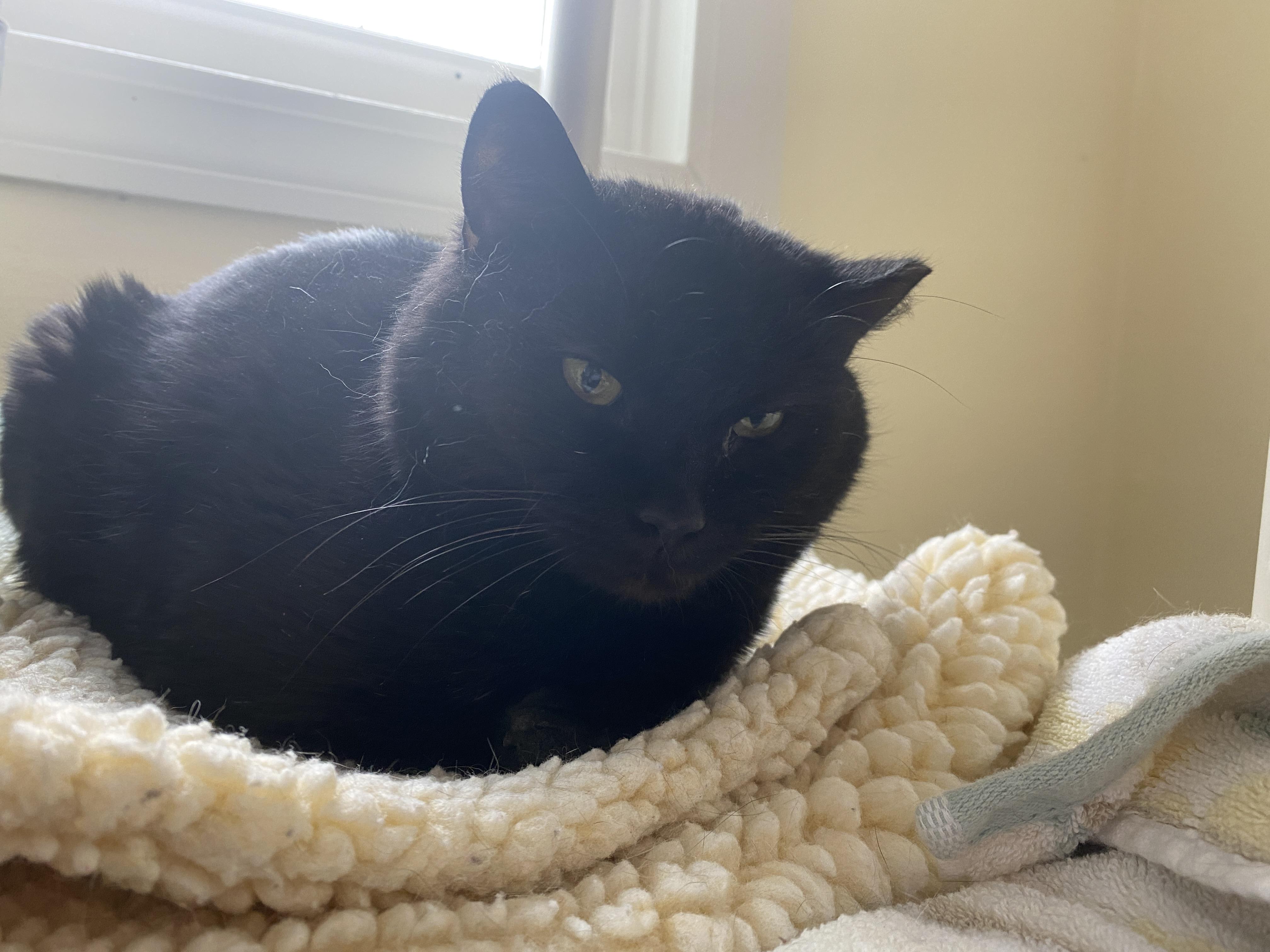 Enlarge Serenity, a ADOPTABLE Domestic Short Hair in Salisbury, MA image 6/6