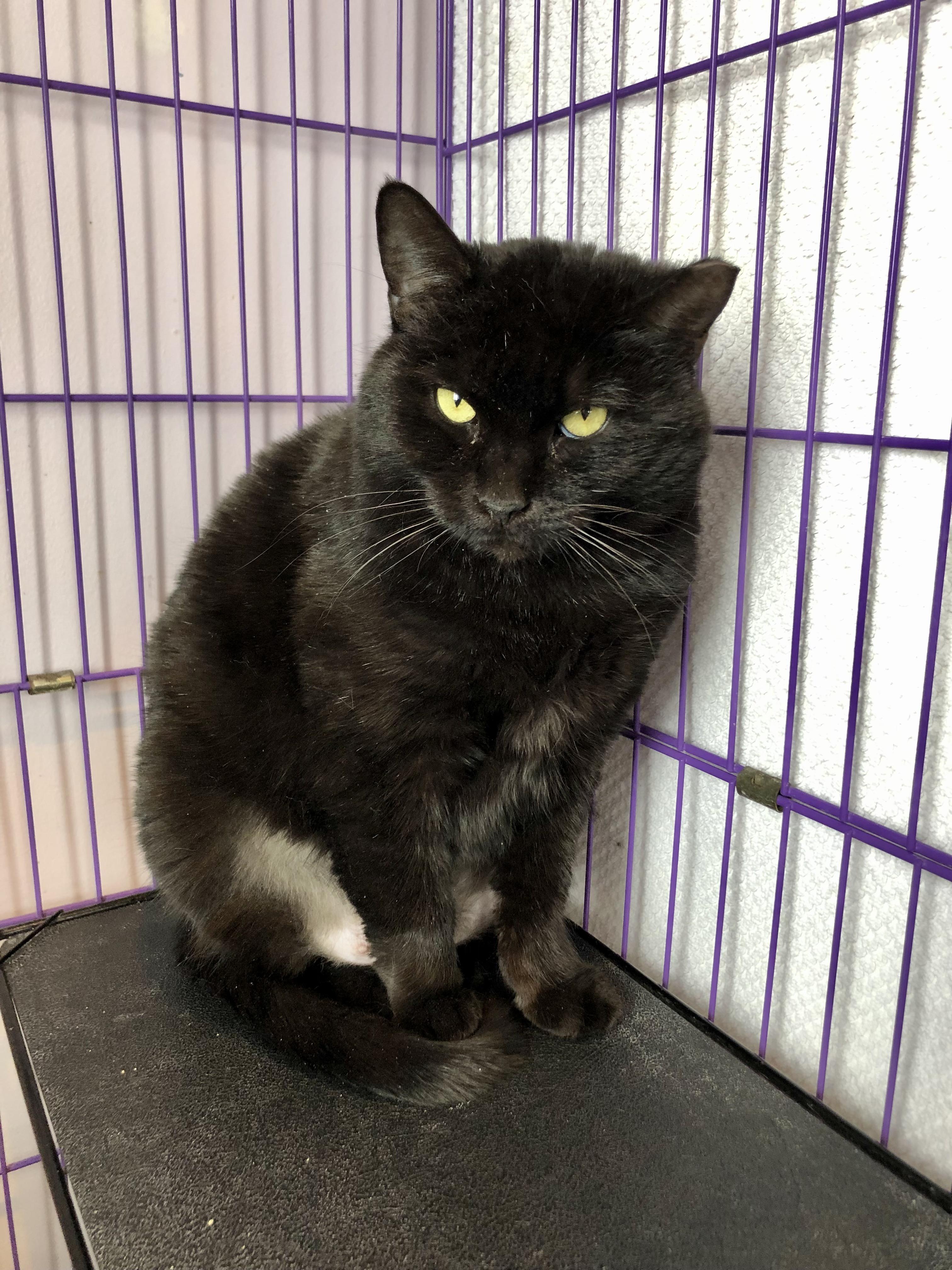 Enlarge Serenity, a ADOPTABLE Domestic Short Hair in Salisbury, MA image 5/6