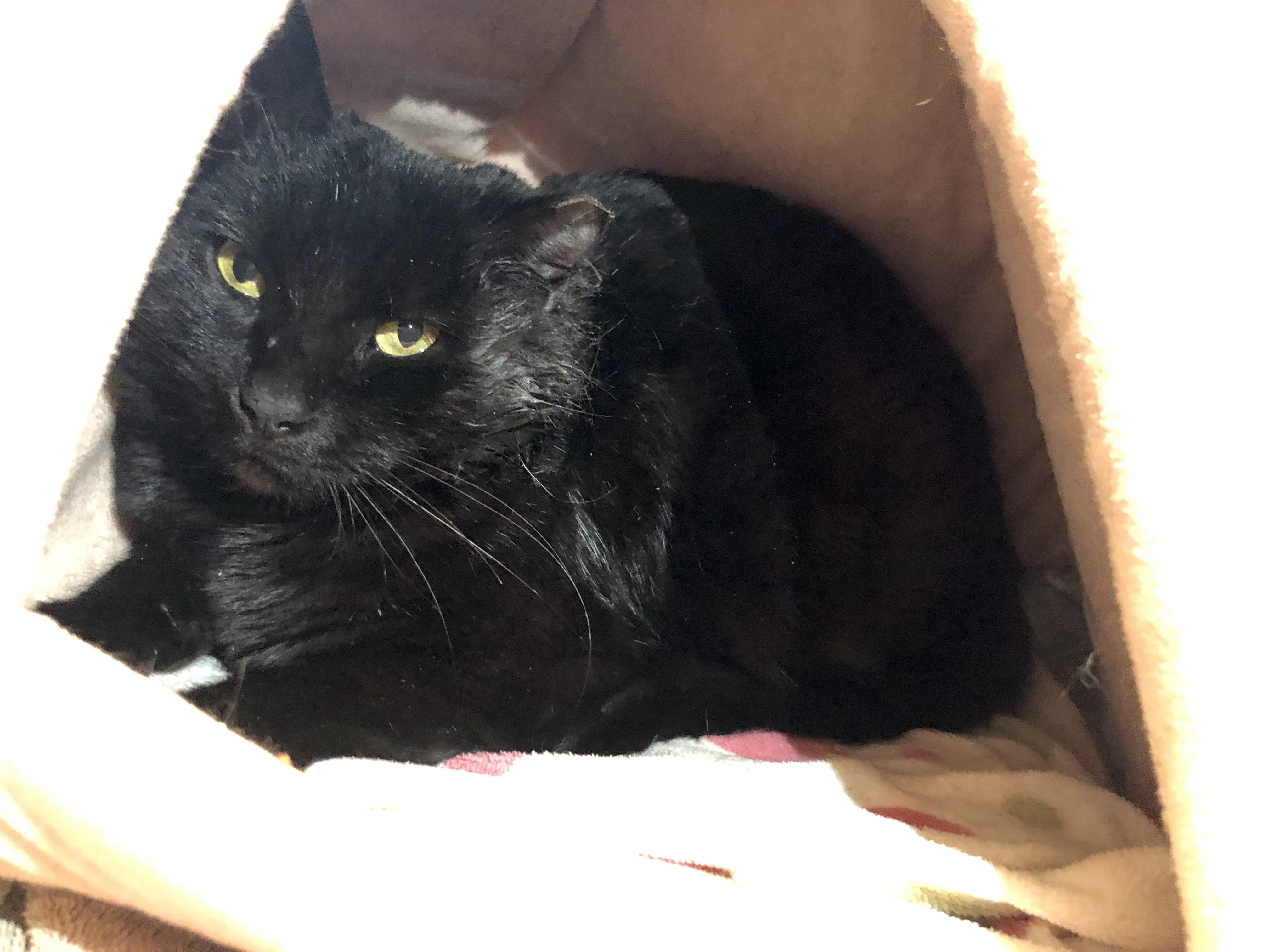 Enlarge Serenity, a ADOPTABLE Domestic Short Hair in Salisbury, MA image 2/3