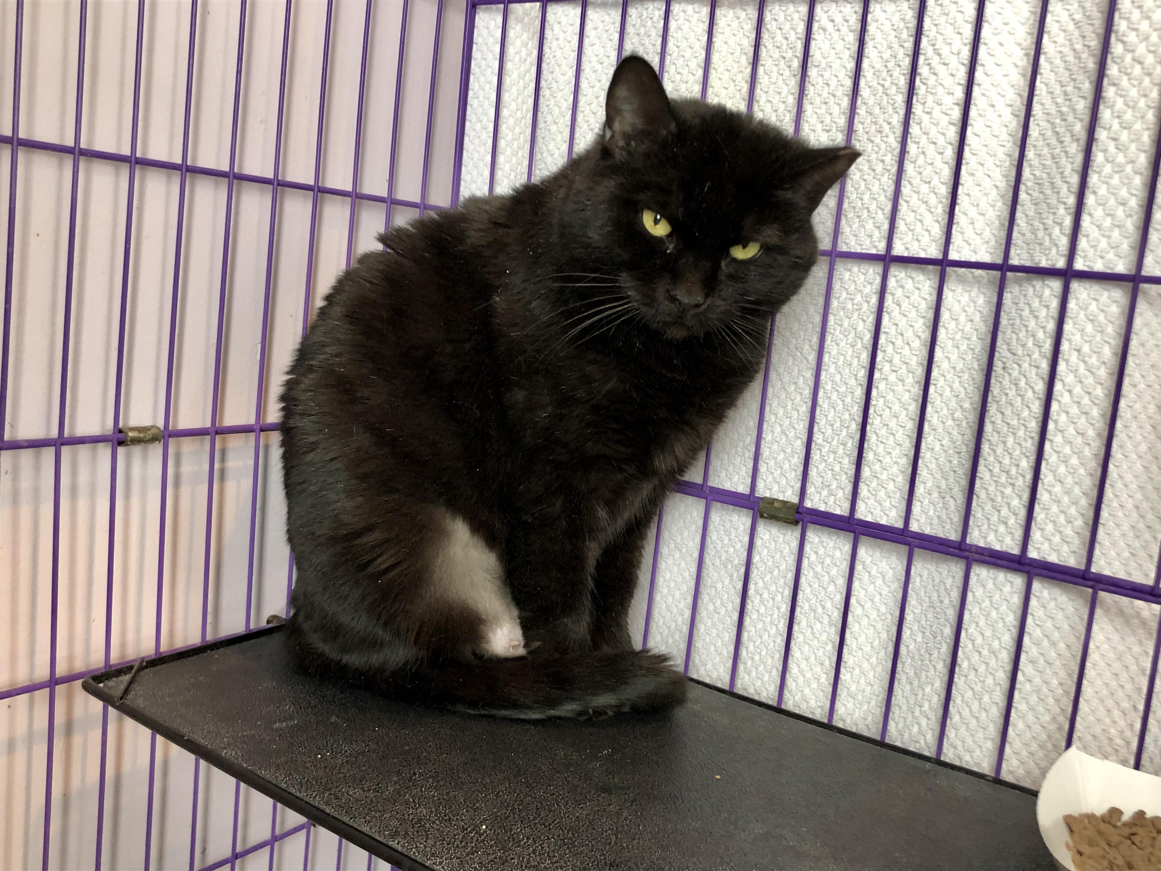Enlarge Serenity, a ADOPTABLE Domestic Short Hair in Salisbury, MA image 4/6