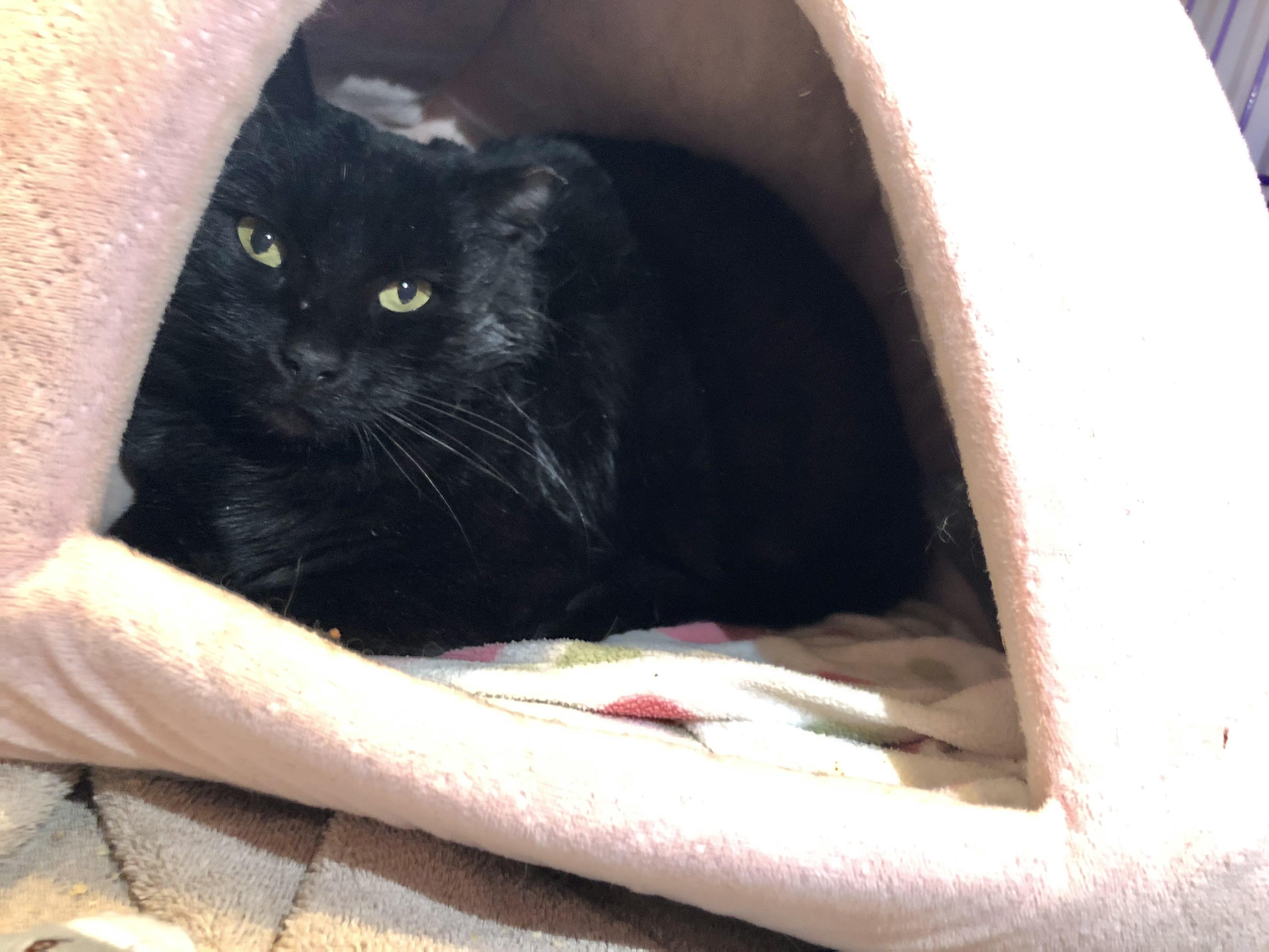 Serenity, ADOPTABLE, Adult Female Domestic Short Hair.
