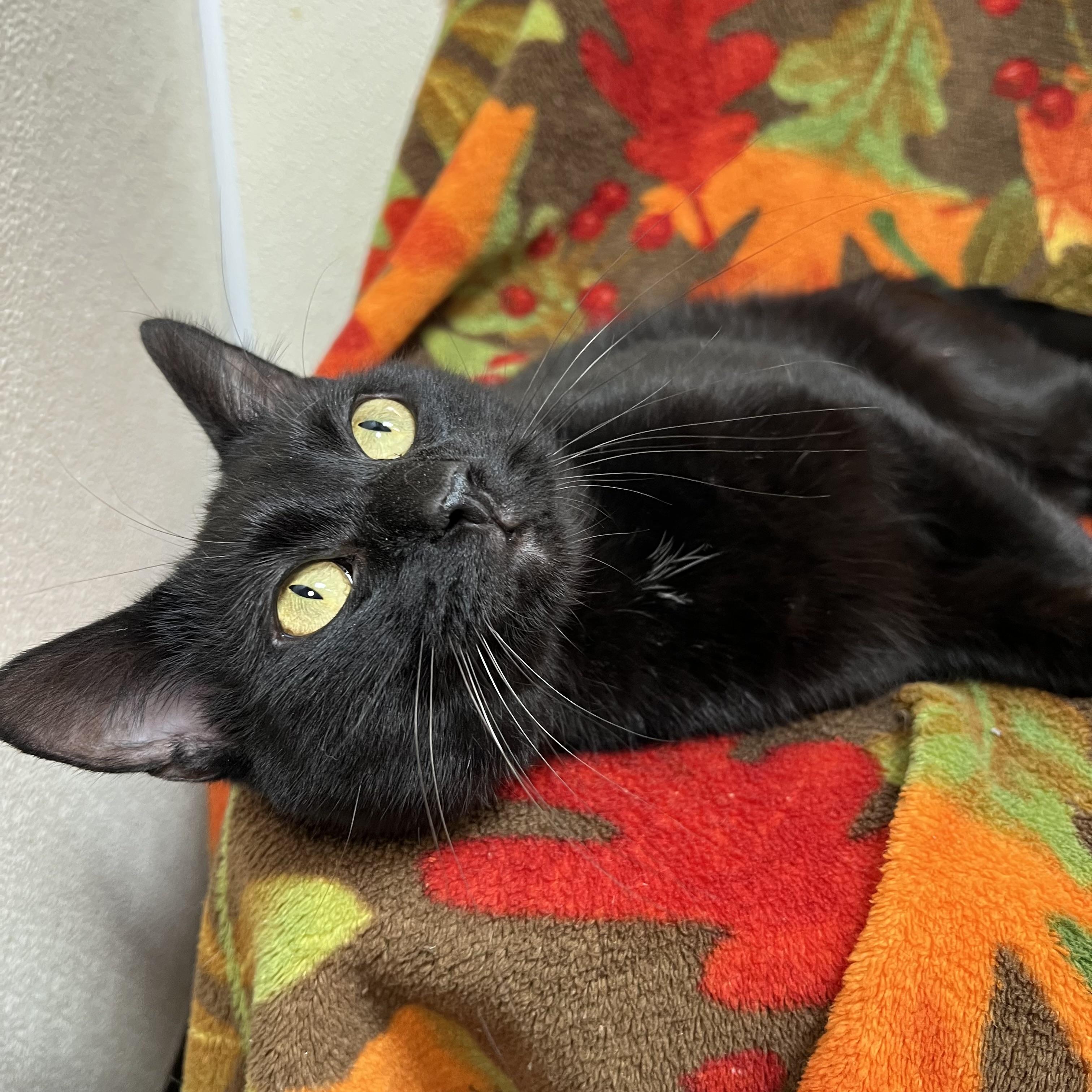Ozzy “Prince of Sweetness”