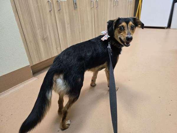 Enlarge Tucker, a Adoptable mixed breed in Kennewick, WA image 1/6