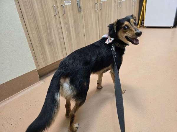 Enlarge Tucker, a Adoptable mixed breed in Kennewick, WA image 2/6