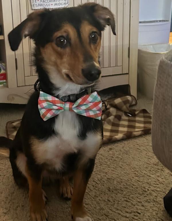 Enlarge Tucker, a Adoptable mixed breed in Kennewick, WA image 3/6