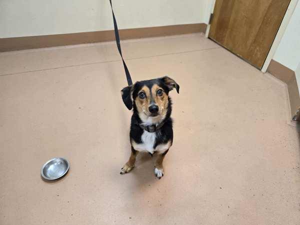 Enlarge Tucker, a Adoptable mixed breed in Kennewick, WA image 4/6