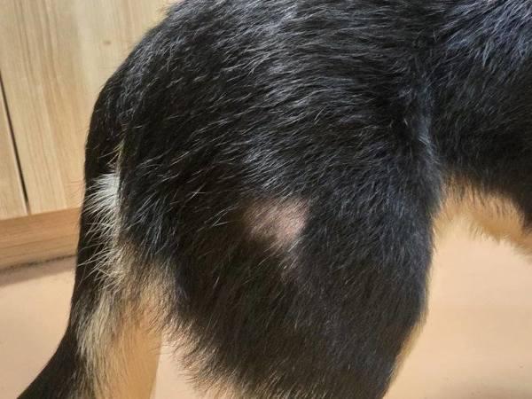 Enlarge Tucker, a Adoptable mixed breed in Kennewick, WA image 5/6