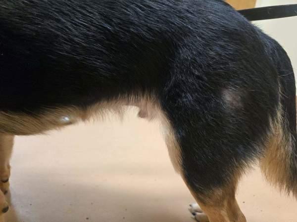 Enlarge Tucker, a Adoptable mixed breed in Kennewick, WA image 6/6