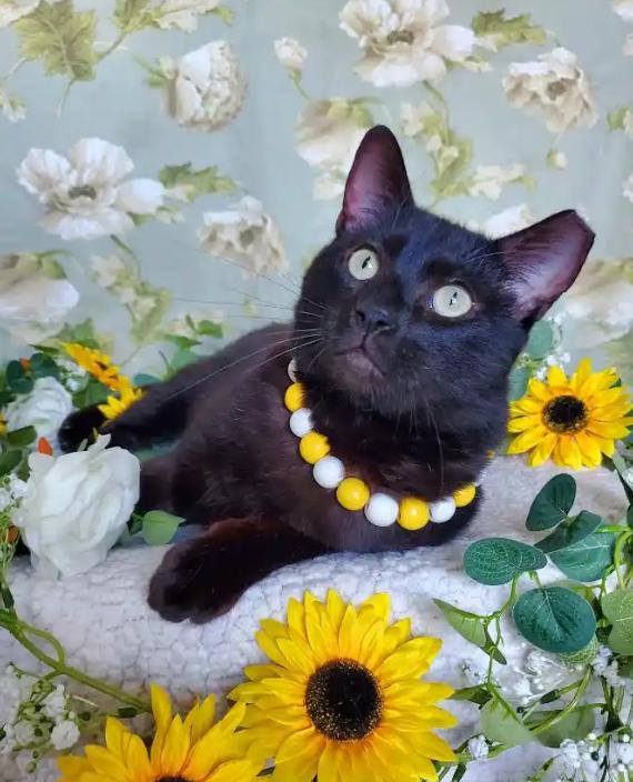 Baby Brother, adopted, Young Male Domestic Short Hair.
