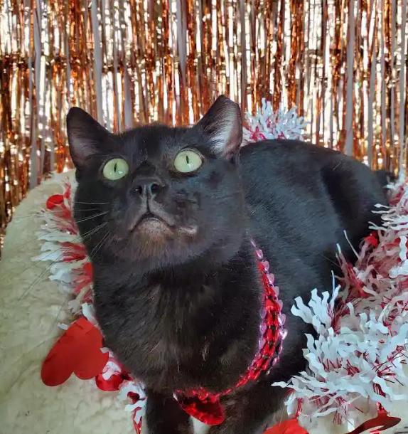 Baby Brother, an adopted Domestic Short Hair in Fresno, CA image 2/2