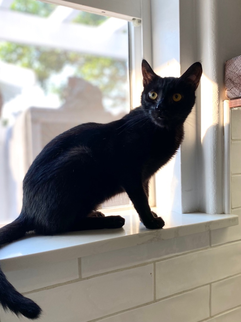 Corey, a Adoptable mixed breed in Garden Grove, CA image 3/6