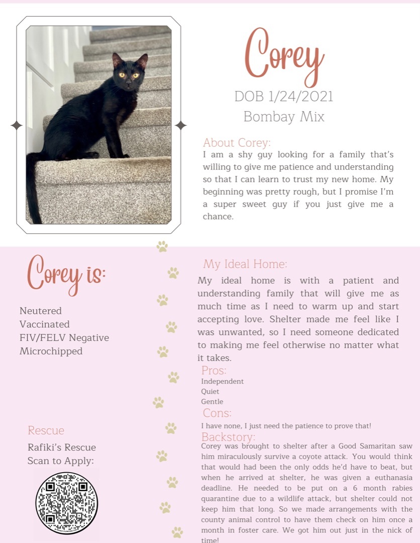 Corey, a Adoptable mixed breed in Garden Grove, CA image 6/6