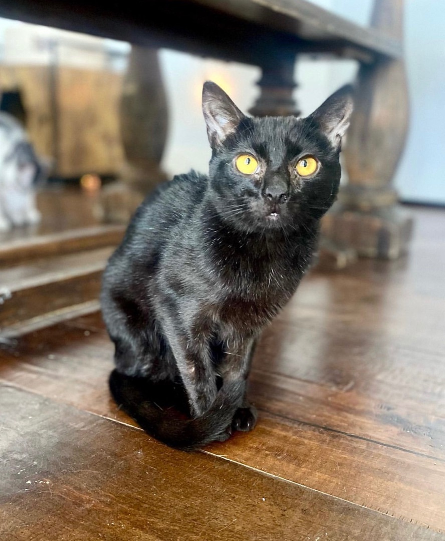 Corey, a Adoptable mixed breed in Garden Grove, CA image 2/6