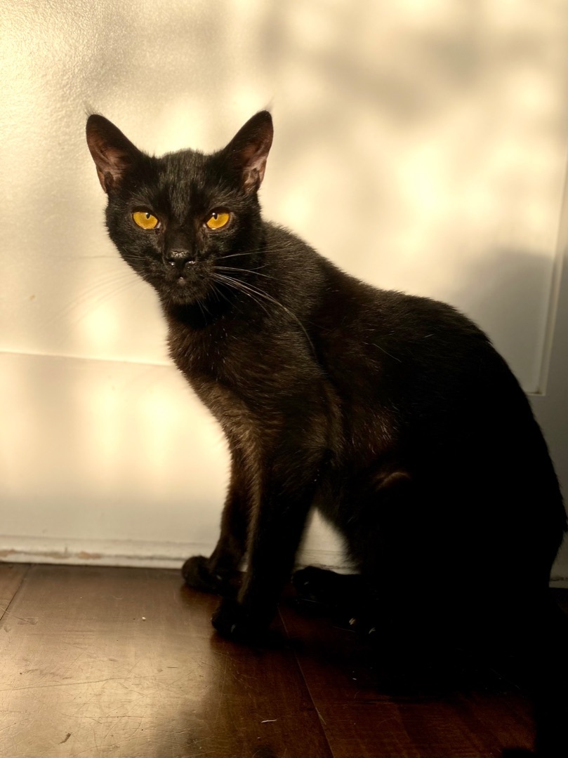 Corey, a Adoptable mixed breed in Garden Grove, CA image 4/6