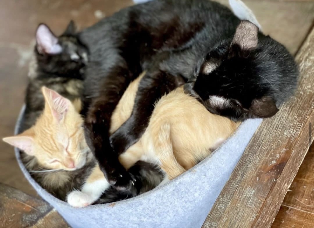 Corey, a Adoptable mixed breed in Garden Grove, CA image 5/6