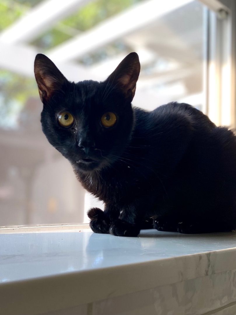 Corey, a Adoptable mixed breed in Garden Grove, CA image 1/6