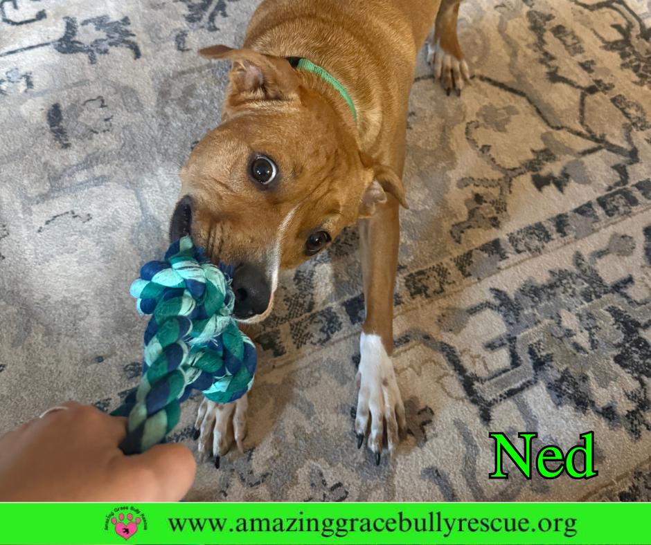 Ned, Adoptable, Adult Male Pit Bull Terrier.