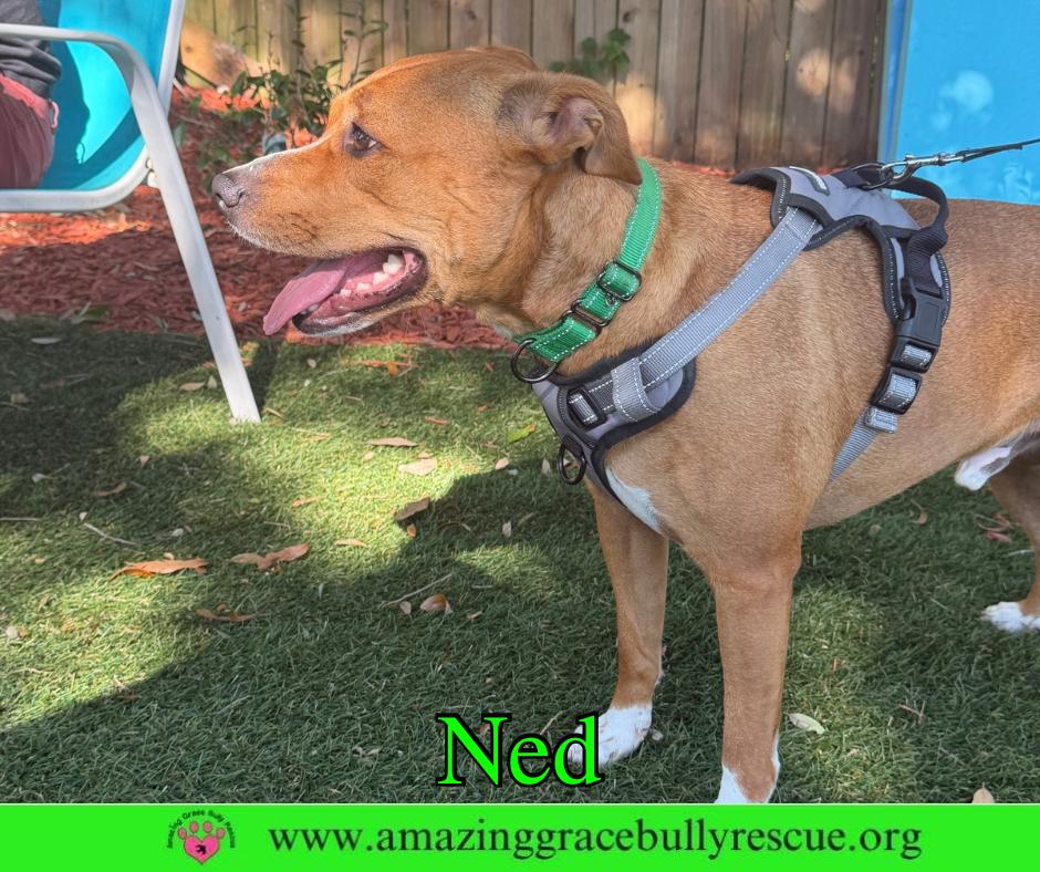 Ned, Adoptable, Adult Male Pit Bull Terrier.
