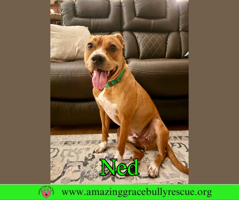 Ned, a Adoptable Pit Bull Terrier in Pensacola, FL image 2/3