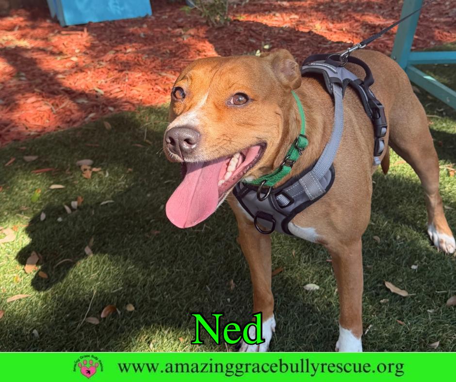 Ned, a Adoptable Pit Bull Terrier in Pensacola, FL image 2/3