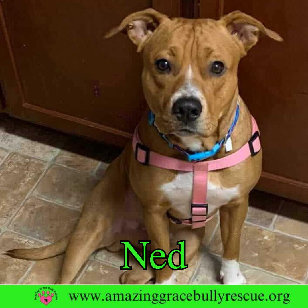 Ned, Adoptable, Adult Male Pit Bull Terrier.