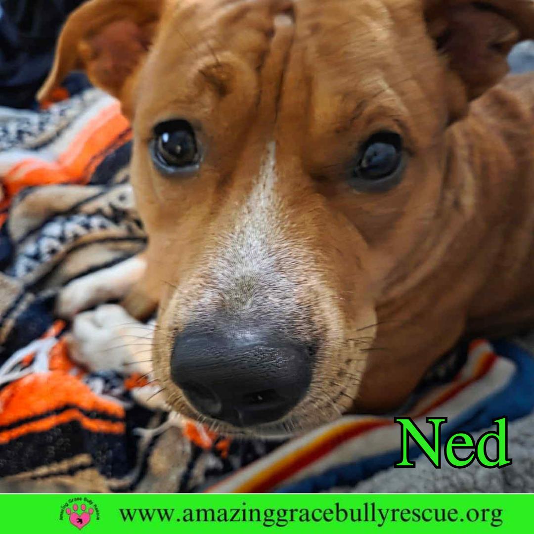 Enlarge Ned, a Adoptable Pit Bull Terrier in Pensacola, FL image 2/3