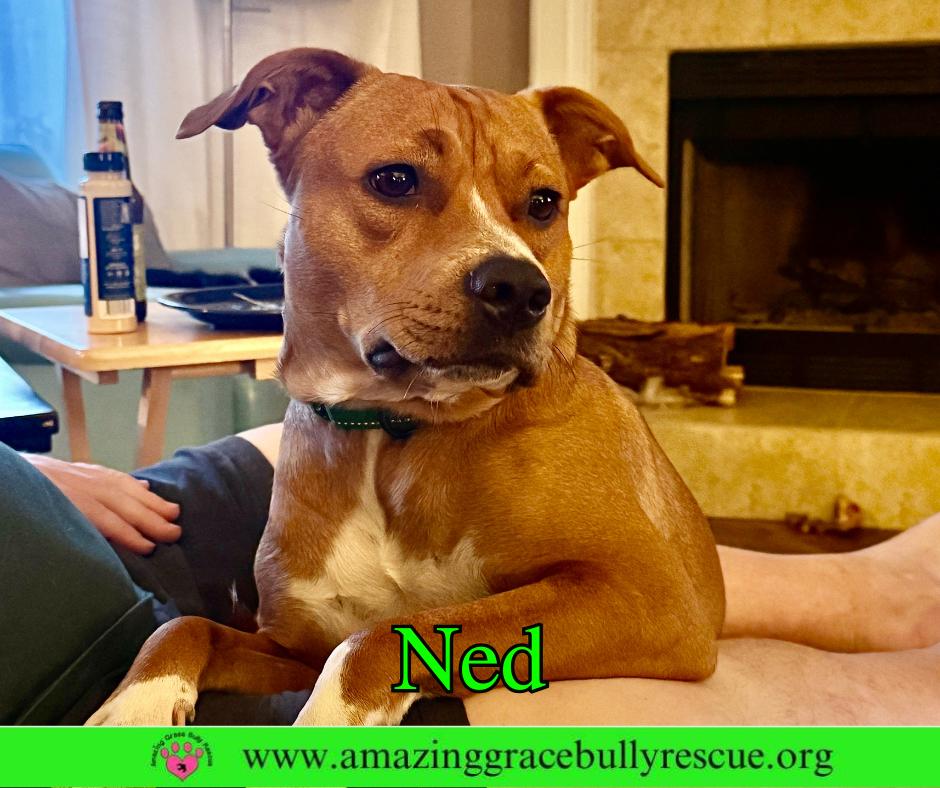 Ned, a Adoptable Pit Bull Terrier in Pensacola, FL image 3/3