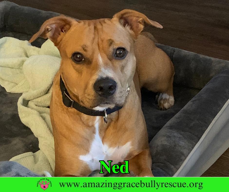 Ned, Adoptable, Adult Male Pit Bull Terrier.