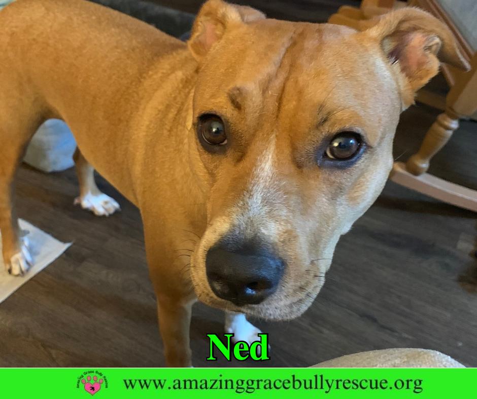Ned, a Adoptable Pit Bull Terrier in Pensacola, FL image 2/3