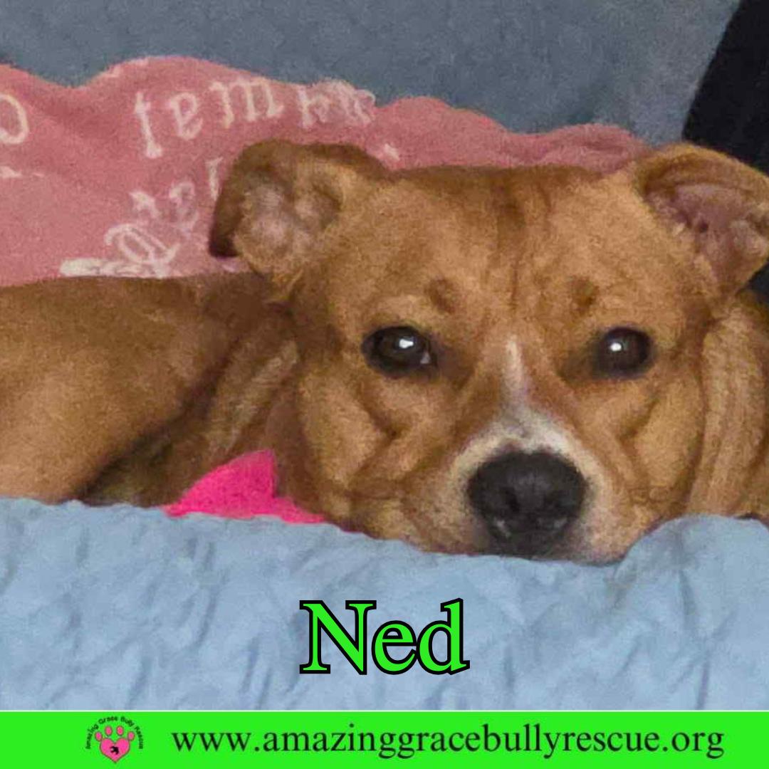 Enlarge Ned, a Adoptable Pit Bull Terrier in Pensacola, FL image 3/3